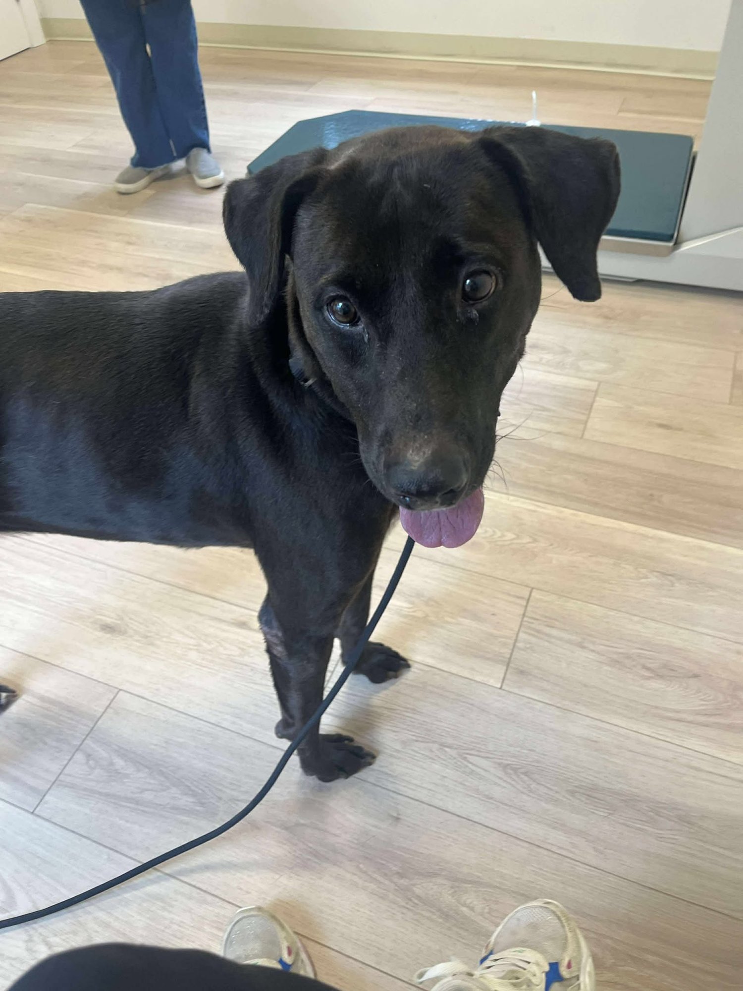 ALEXA - Labrador Retriever / Weimaraner available for adoption