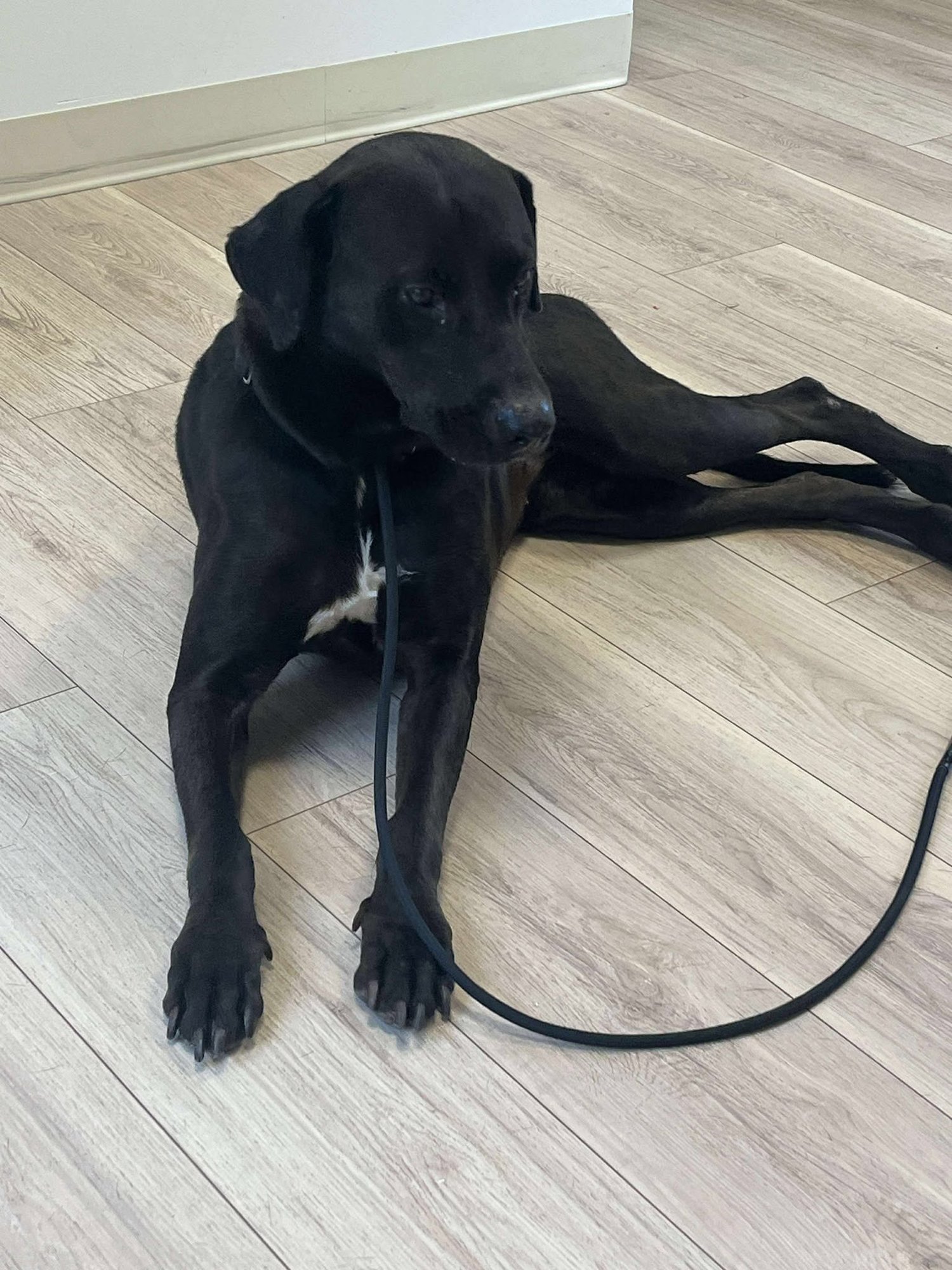 ALEXA - Labrador Retriever / Weimaraner available for adoption