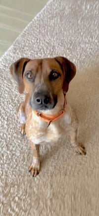 Ottis - Photo 1