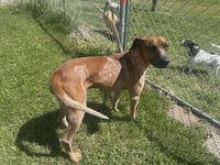 Ottis - Photo 2