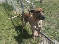 Ottis - Photo 3