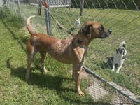 Ottis - Photo 4