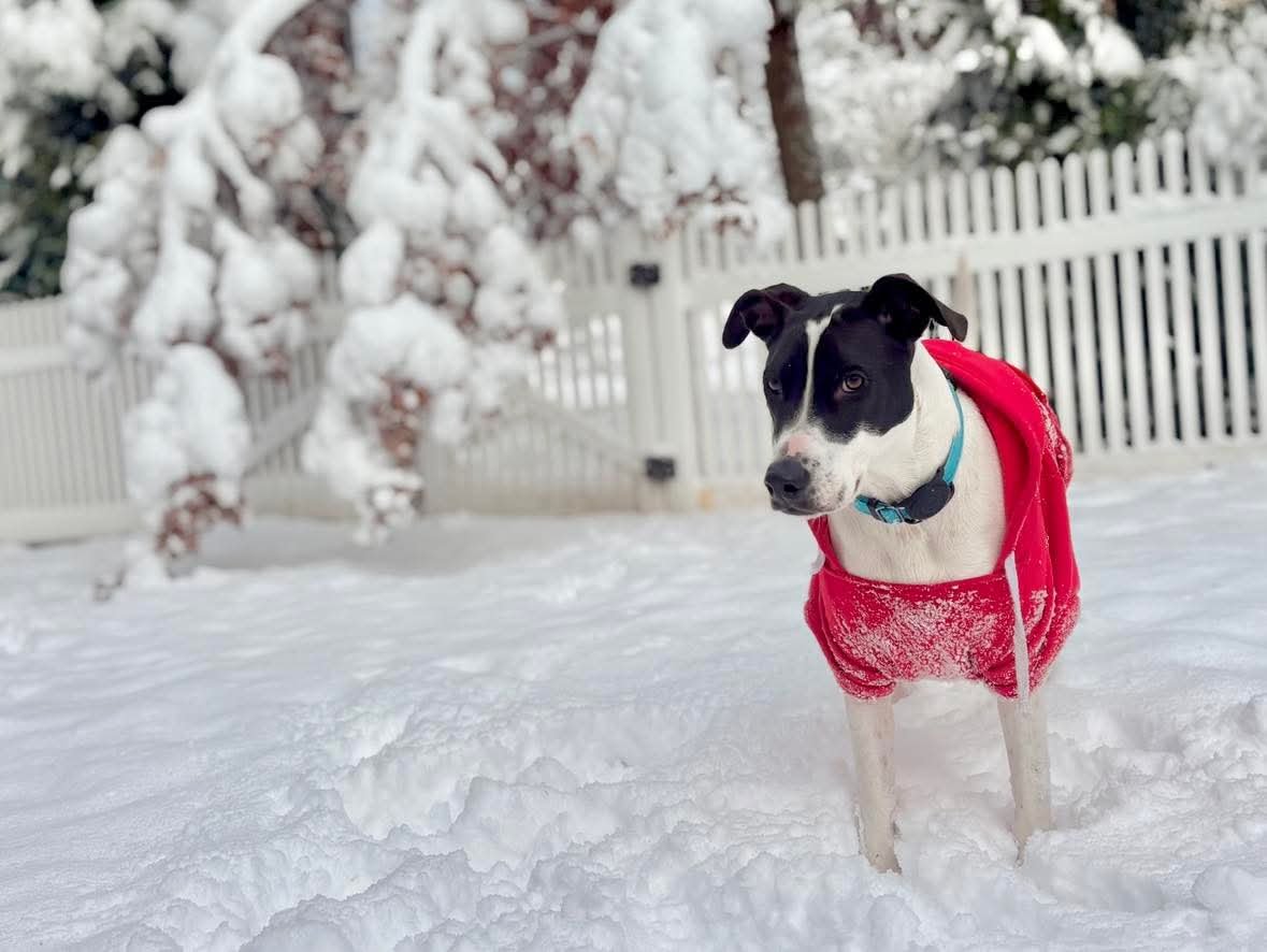 RUBIX - Pointer available for adoption