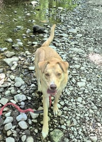 Junie (Foster or Adopter Needed) - Photo 10