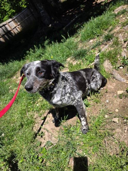 ELLIE MAE - Australian Cattle Dog/Blue Heeler available for adoption
