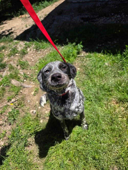 ELLIE MAE - Australian Cattle Dog/Blue Heeler available for adoption