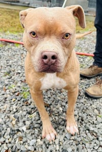 Beetle (Foster or Adopter Needed!) - Photo 5