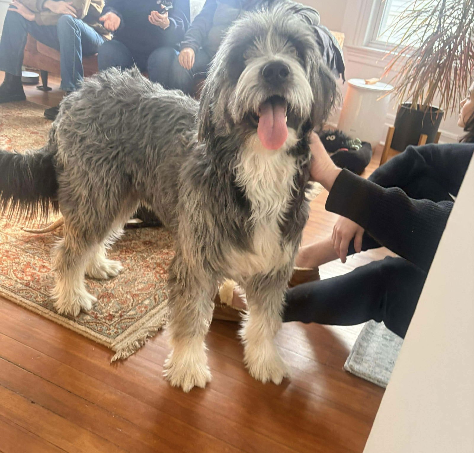 BRUNSON - Bearded Collie available for adoption