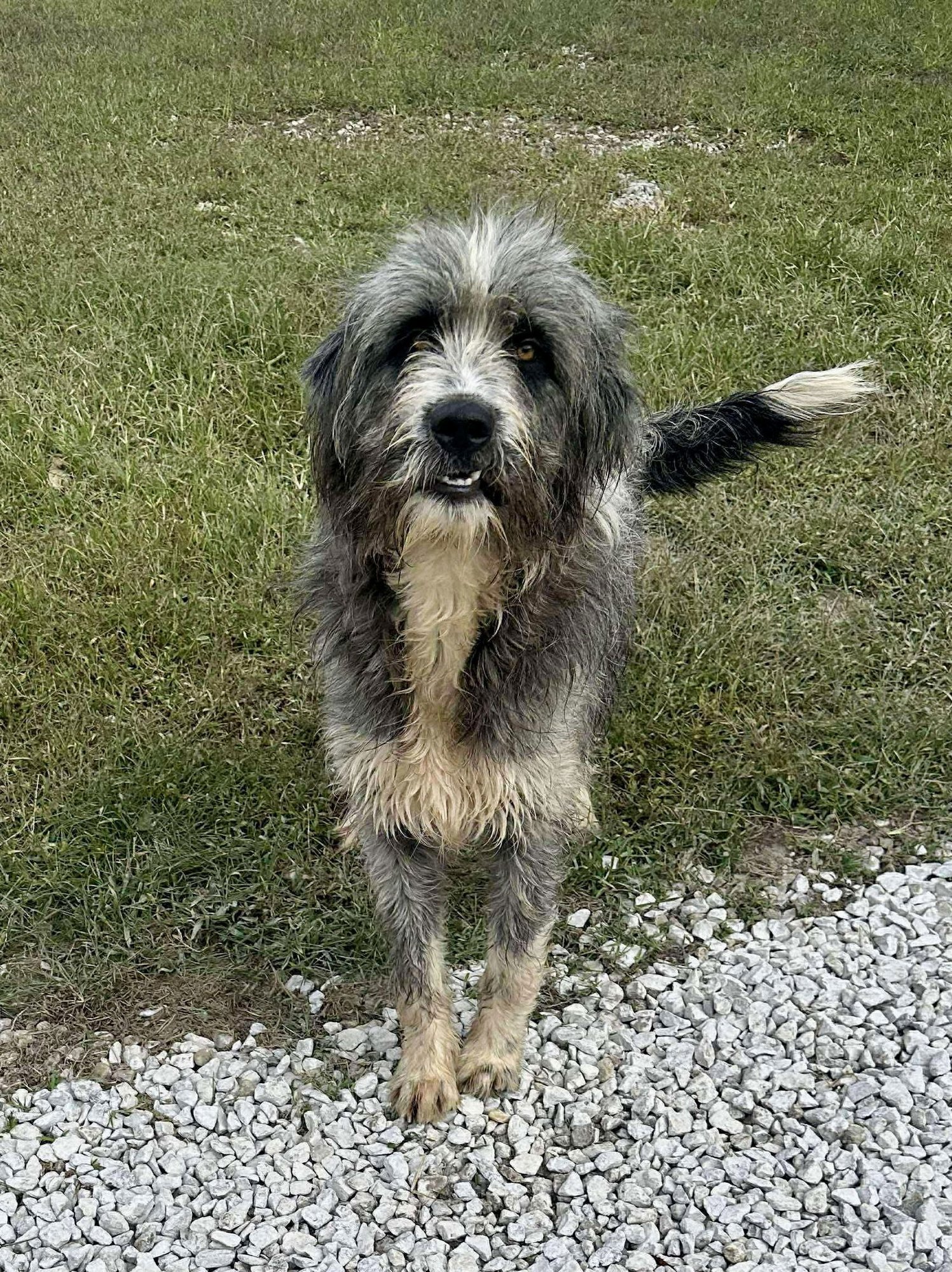 BRUNSON - Bearded Collie available for adoption