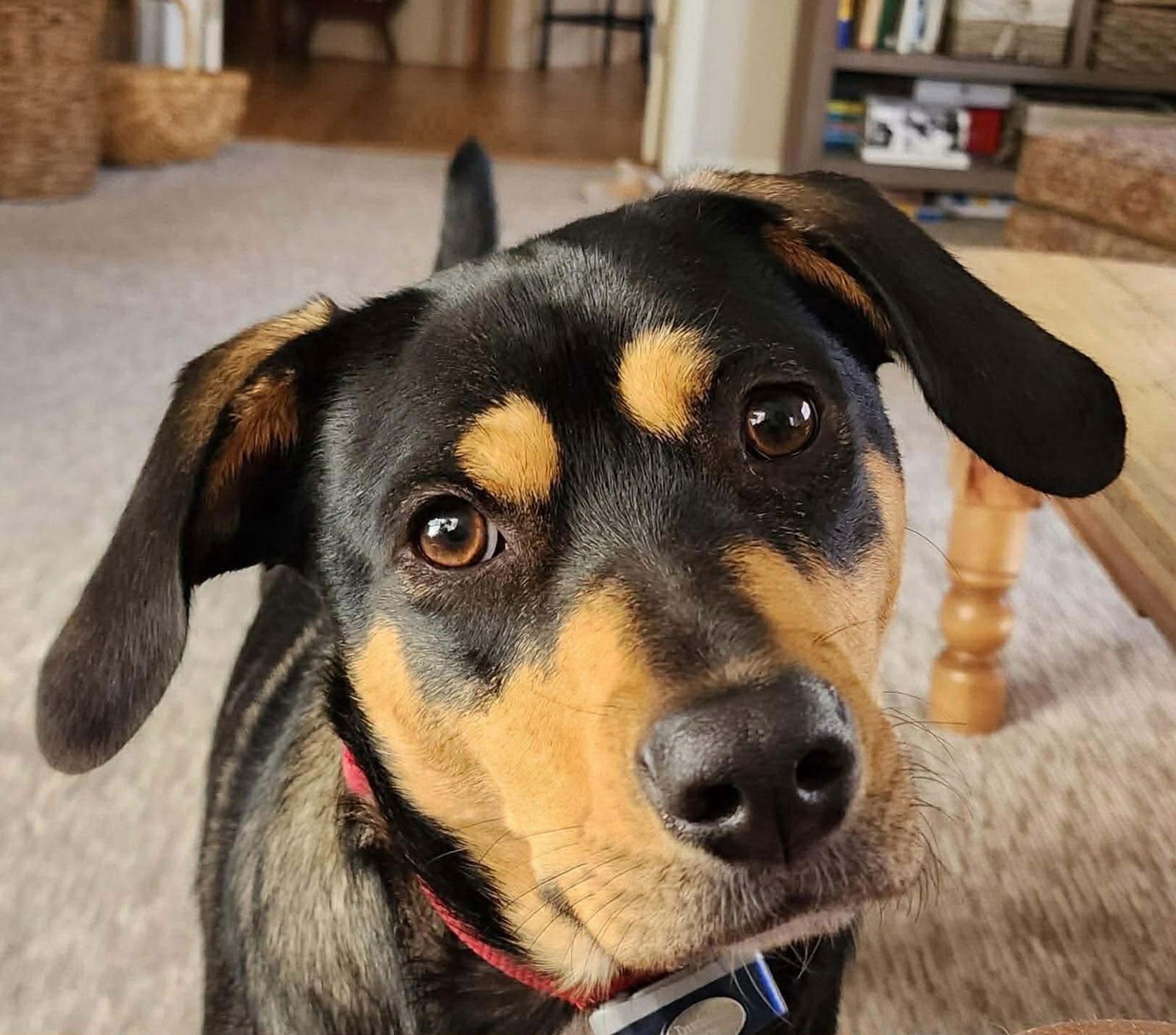 ROONEY (FOSTER OR ADOPTER NEEDED!) - Hound available for adoption