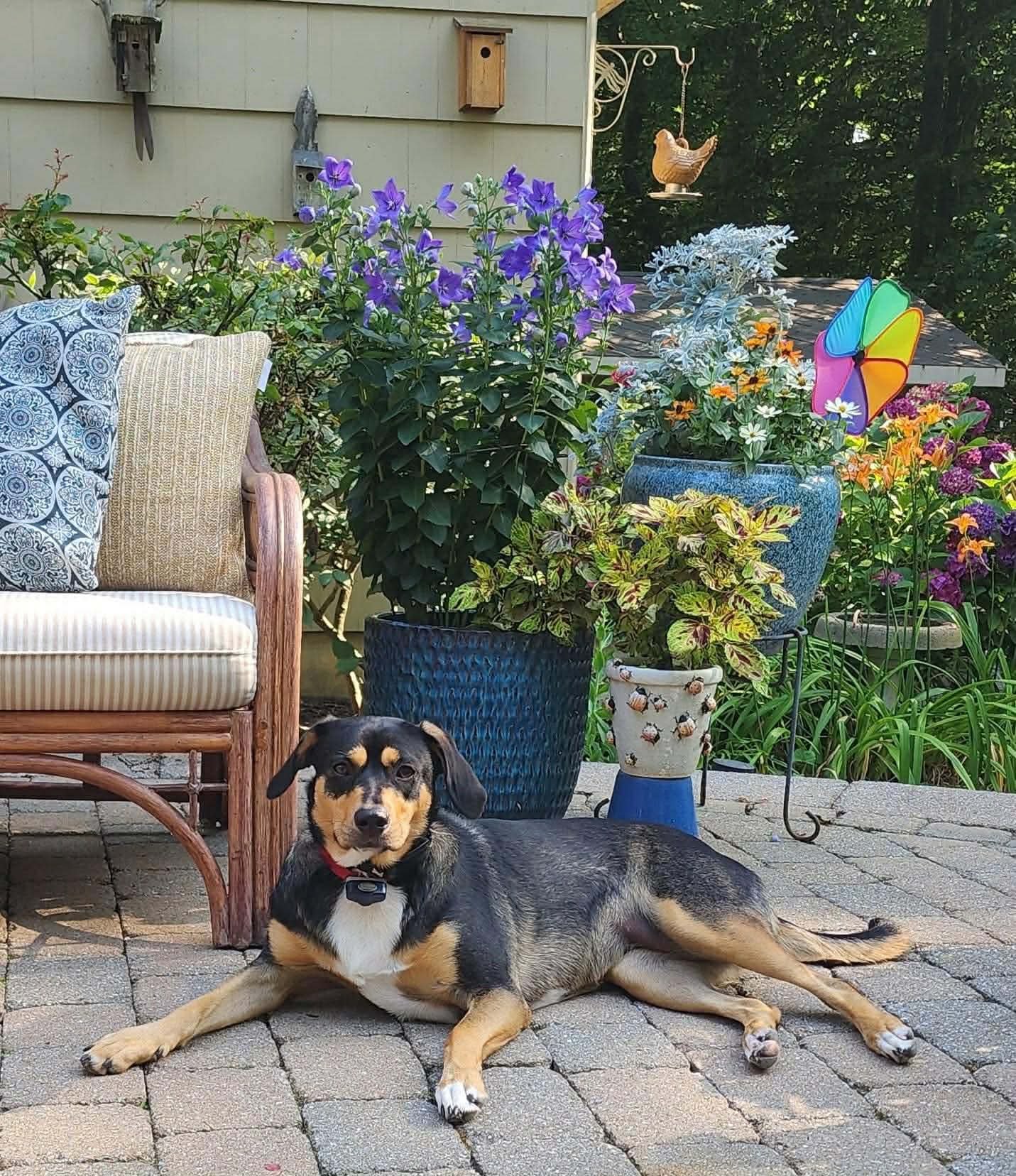 Rooney (Foster or Adopter Needed!) - Photo 3