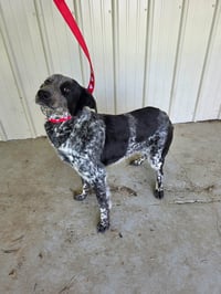 Ellie Mae - Photo 1
