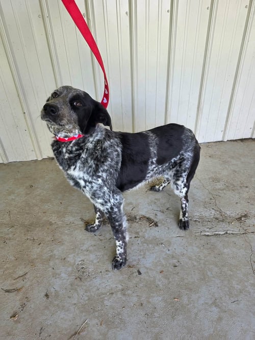 ELLIE MAE - Australian Cattle Dog/Blue Heeler available for adoption
