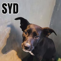 Syd - Photo 1