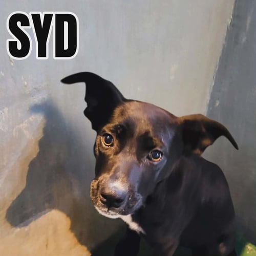 SYD - Black Labrador Retriever available for adoption