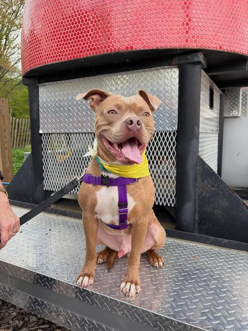 BEETLE - American Staffordshire Terrier available for adoption