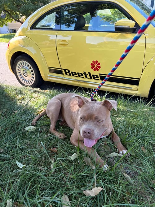 BEETLE - American Staffordshire Terrier for adoption in Paterson