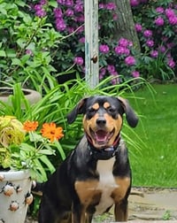 Rooney (Foster or Adopter Needed!) - Photo 2