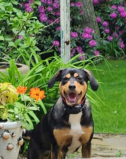 ROONEY (FOSTER OR ADOPTER NEEDED!) - Hound available for adoption
