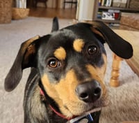 Rooney (Foster or Adopter Needed!) - Photo 3