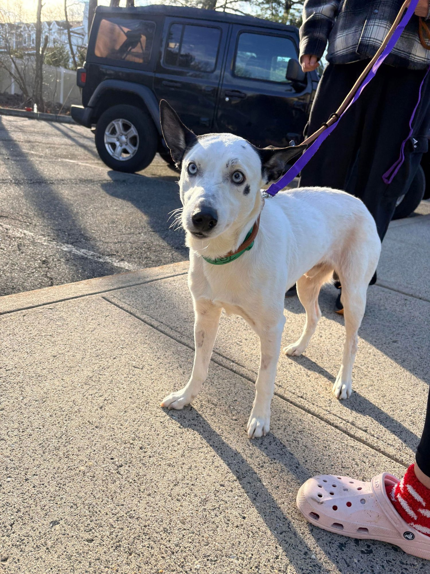 TATER - Australian Cattle Dog/Blue Heeler available for adoption