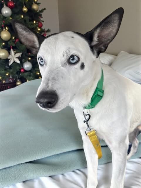 TATER - Australian Cattle Dog/Blue Heeler available for adoption