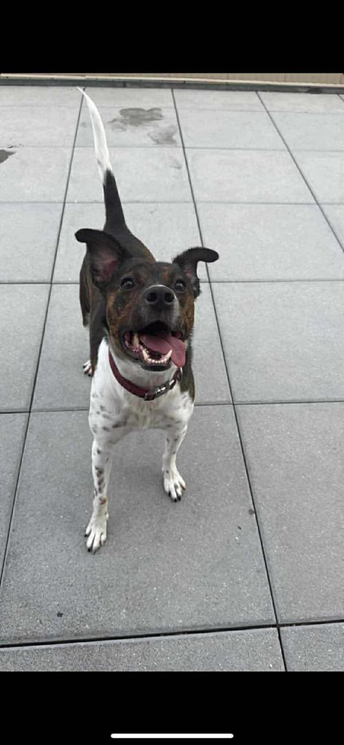 COQUITO (FOSTER OR ADOPTER NEEDED!) - Terrier / Pointer available for adoption
