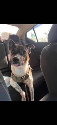 Coquito (Foster or Adopter Needed!) - Photo 2
