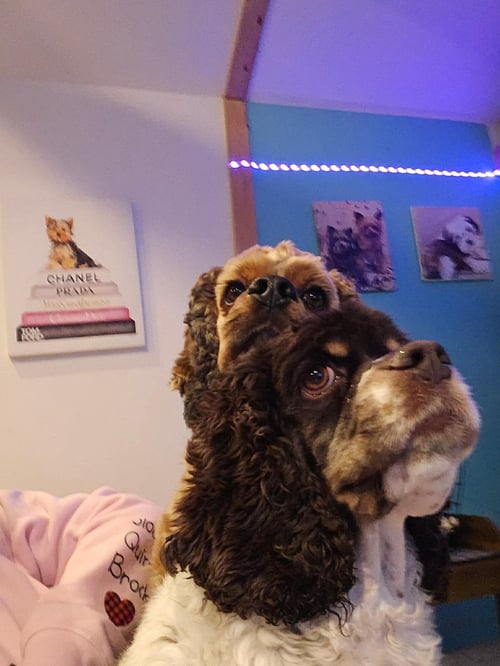 CASH (BONDED PAIR WITH POSEY) - Cocker Spaniel available for adoption