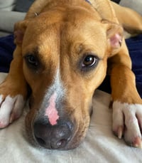 Snuggles (Foster or Adopter needed!) - Photo 5