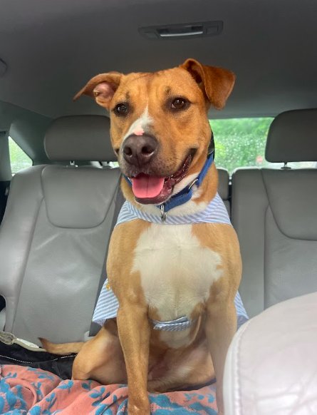 SNUGGLES (FOSTER OR ADOPTER NEEDED!) - Labrador Retriever for adoption in Yonkers