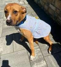 Snuggles (Foster or Adopter needed!) - Photo 3