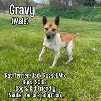 Gravy - Photo 5