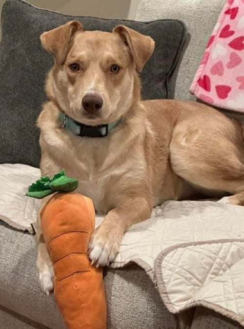 JUNIE (FOSTER OR ADOPTER NEEDED!) - Unknown available for adoption