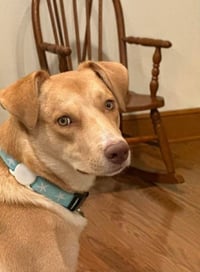Junie (Foster or Adopter Needed!) - Photo 5