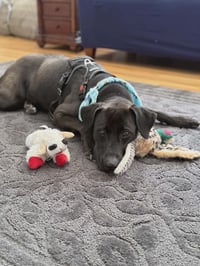 Alexa (Foster or Adopter Needed!) - Photo 5