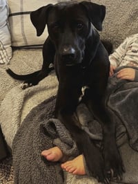 Alexa (Foster or Adopter Needed!) - Photo 6