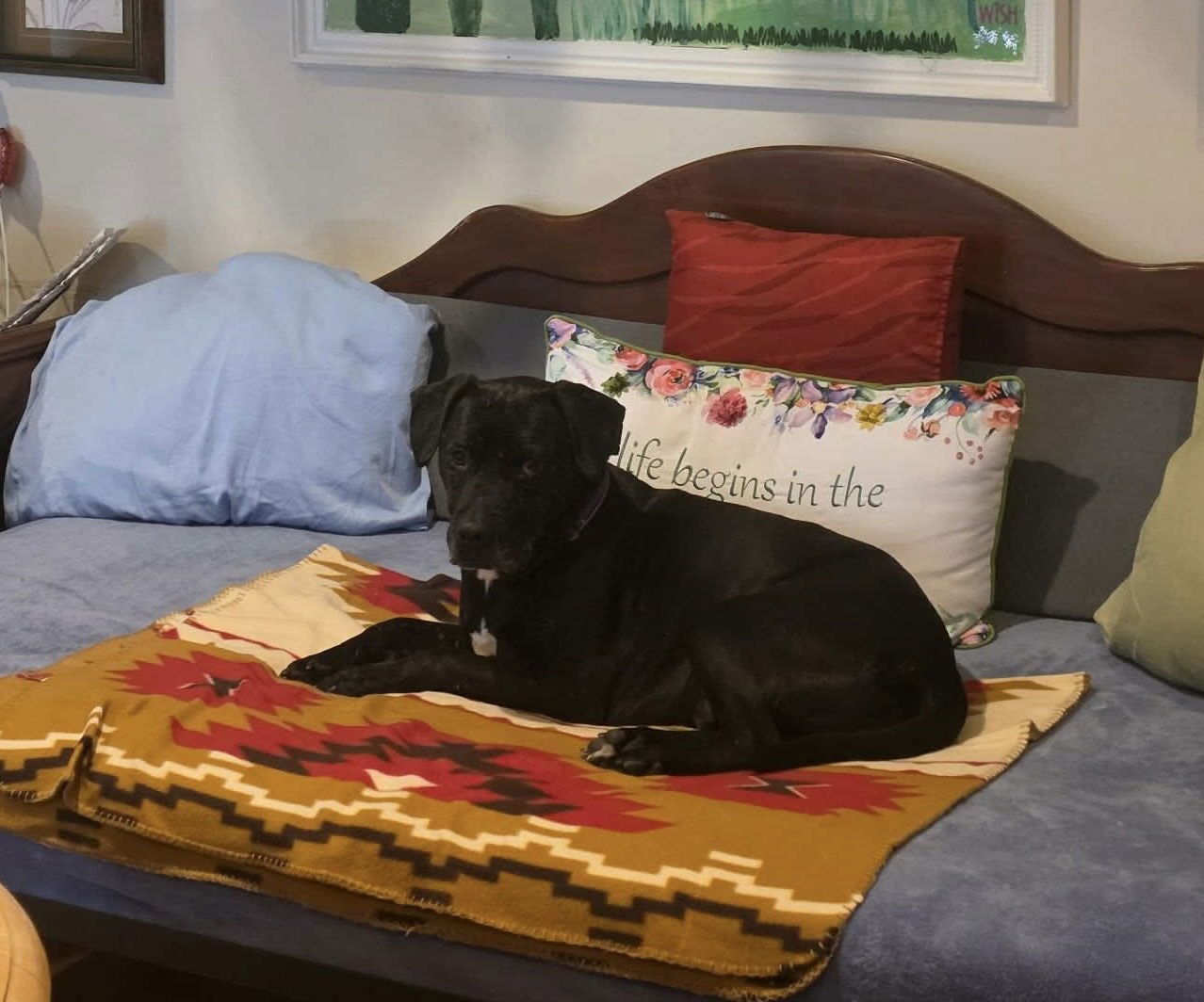 STAN - Black Labrador Retriever available for adoption