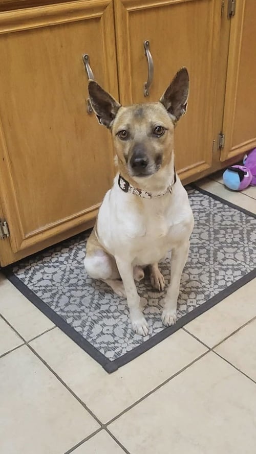 GRAVY - Rat Terrier / Jack Russell Terrier available for adoption