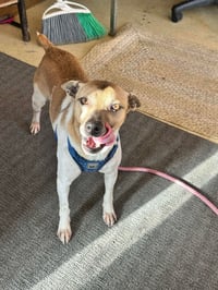 Gravy - Photo 5