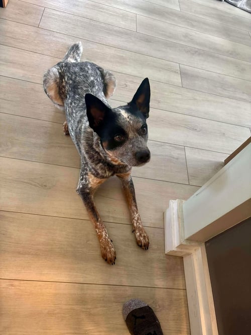 MOBY (URGENT FOSTER OR ADOPTER NEEDED!) - Australian Cattle Dog/Blue Heeler available for adoption