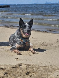 Moby (URGENT Foster or Adopter needed!) - Photo 4