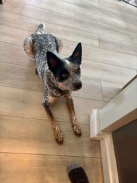 Moby (URGENT Foster or Adopter needed!) - Photo 3
