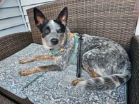 Moby (URGENT Foster or Adopter needed!) - Photo 1