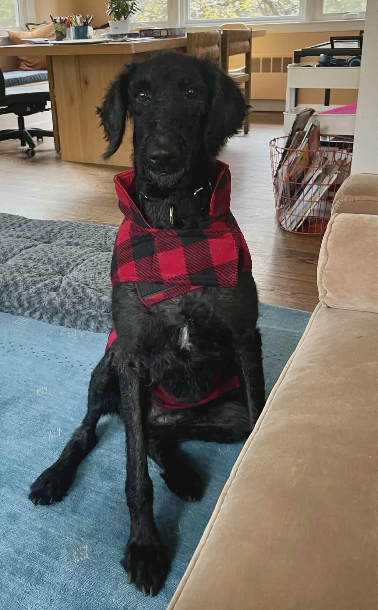 SOPHIA - Poodle (Standard) available for adoption