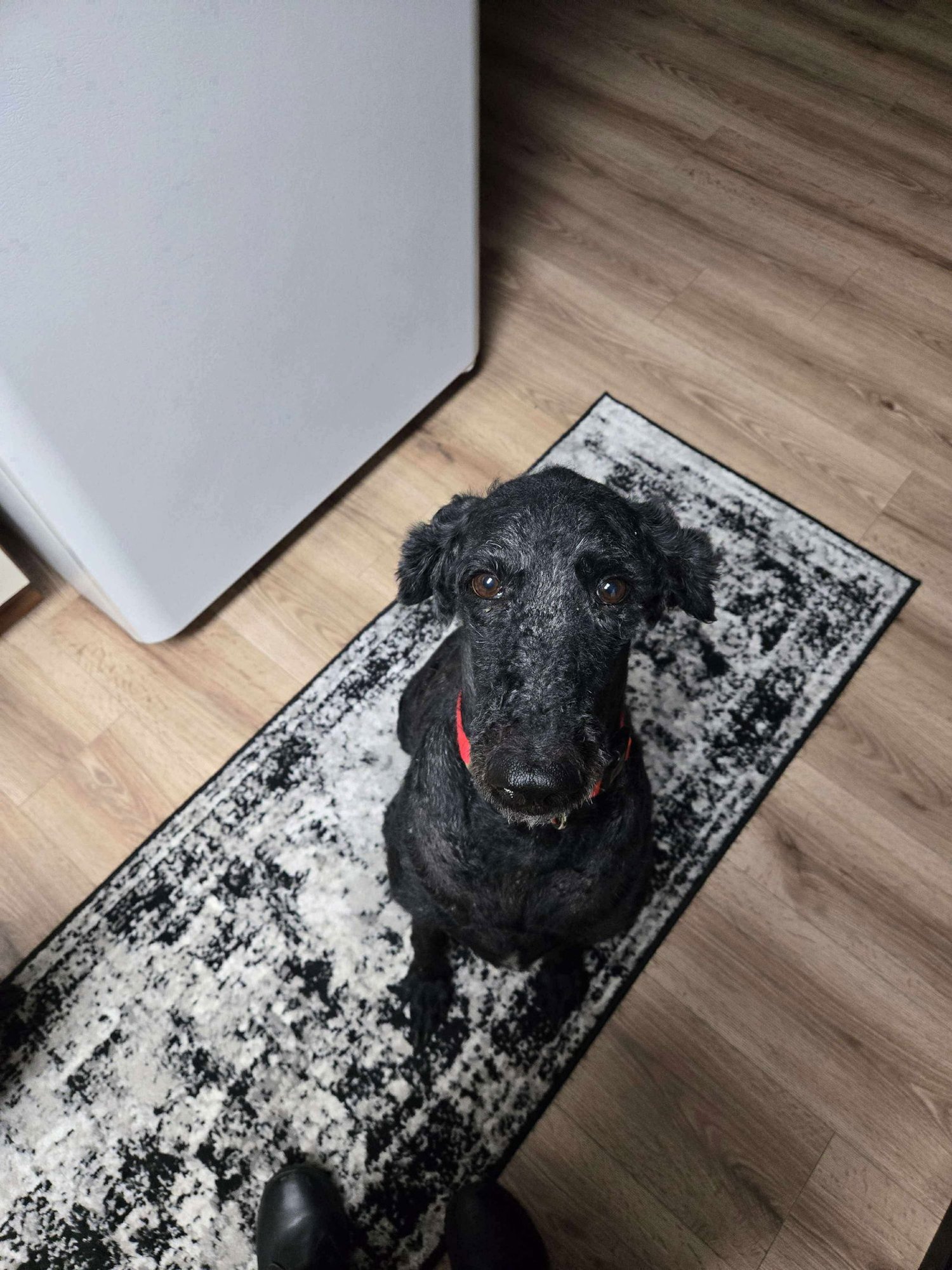 SOPHIA - Poodle (Standard) available for adoption