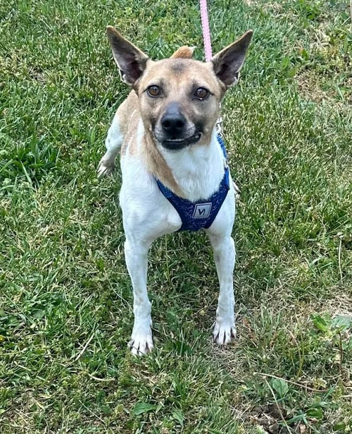 GRAVY - Rat Terrier / Jack Russell Terrier available for adoption