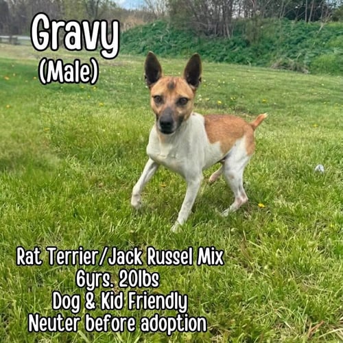 GRAVY - Rat Terrier / Jack Russell Terrier available for adoption