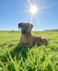 Ottis - Photo 1