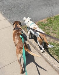 Ottis - Photo 11
